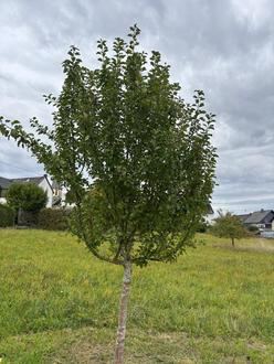 baum102025 baum102025